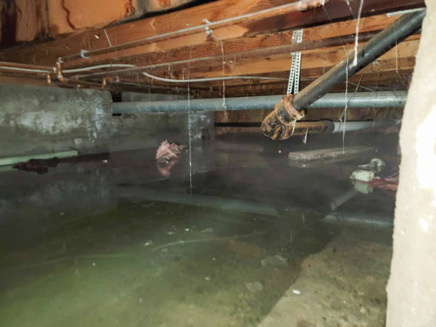 Best 24/7 water damage repair  in Ardia, CA