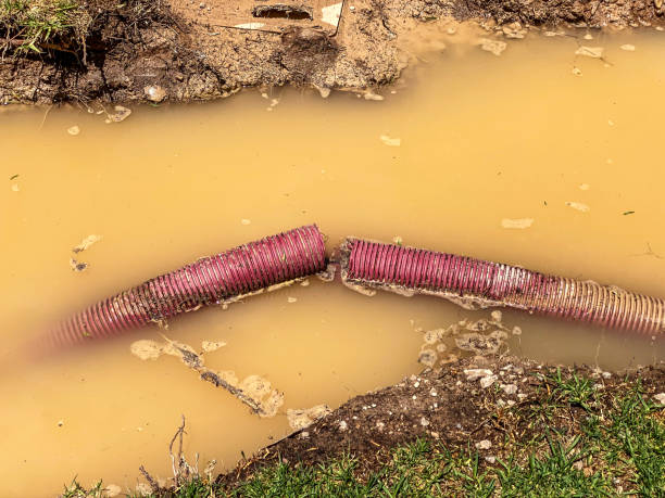 Best Water damage restoration mold remediation  in Ardia, CA